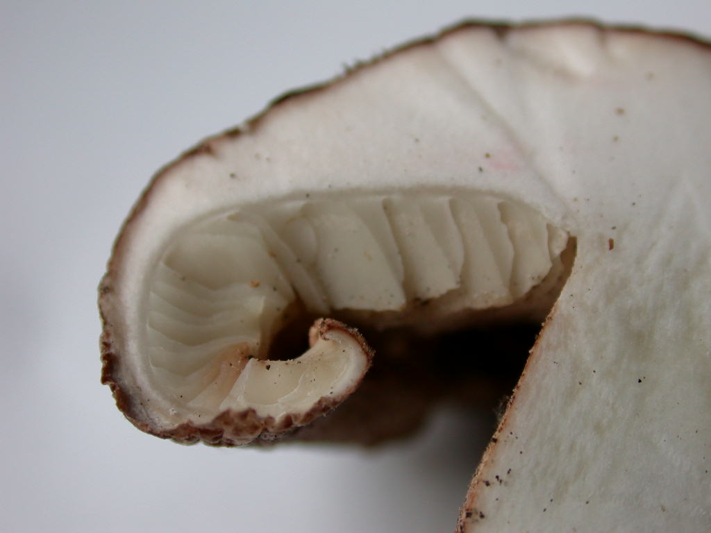 Tricholoma populinum ...!!!